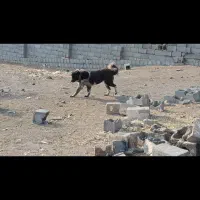 واگذاری نگهبان گله نر ما.ده حسابی|سگ|پیر بکران, |دیوار