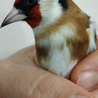 سهره رخ اروپایی طوق طلا گردن کلفت