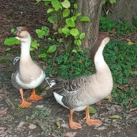 قوغاز آفریقایی|حیوانات مزرعه|رشت, حومه رشت|دیوار