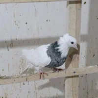 ۲جفت کفتر طوقی الماسی با ۵تا تکی|پرنده|یزد, |دیوار