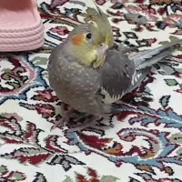 گمشده، با تحویل این پرنده مژدگانی دریافت کنین