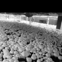 قارچ لوکس درجه یک