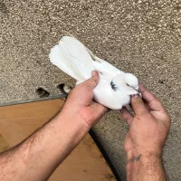 ۷تا کفتر درجه یک برای بلندی|پرنده|تهران, باغ خزانه|دیوار