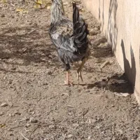 تعداد۱۰عددخروس گلین اصیل|حیوانات مزرعه|رودهن, |دیوار