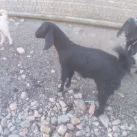 گوسفند فروشی