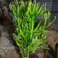 کاکتوس مدل سیخی