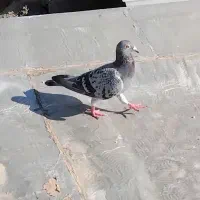 کبوتر سبز و پلاکی