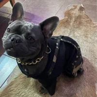 واگذاری فرنچ بولداگ ‌بلو|سگ|رشت, گلسار|دیوار