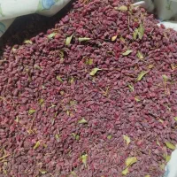 زرشک باد کش