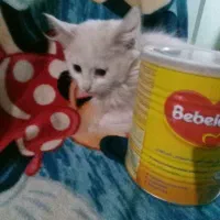 گربه دوماهه بریتیش|گربه|خوی, |دیوار