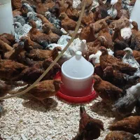 نیمچه مرغ وخروس