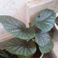 گل وگیاه طبیعی