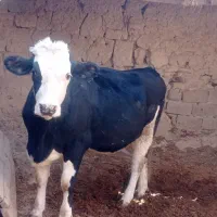 گاو هلشتاین اصل