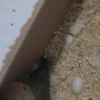 طوطی برزیلی|پرنده|شیراز, فاضل|دیوار