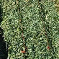 یونجه|خدمات باغبانی و درختکاری|کنگاور, |دیوار