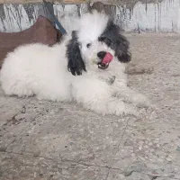 سگ پشمالو مو فر