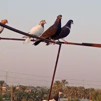 کبوتر|پرنده|برازجان, |دیوار