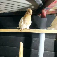 کبوتر جفتی و پرشی دم سفید سینه کله|پرنده|دماوند, دماوند|دیوار