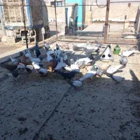 کفتر شهری بهبهانی پلاکی کبوتر