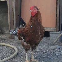 مرغ و خروس گلین لری