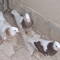 کفتر طوقی زرد و قرمز