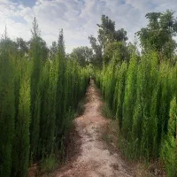 سرو ناز شیرازی پاکتی به قیمت عمده|خدمات باغبانی و درختکاری|شیراز, شهرک دارایی|دیوار