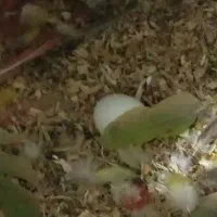 طوطی گرینچیک|پرنده|تربت جام, پاسداران|دیوار