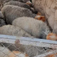 معاوضه میش با ماشین