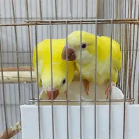 طوطی راهب (کواکر) در رنگها و نژاد خاص ۴ ماهه