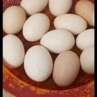 تخم نطفه دار طاووس طاوس|پرنده|اصفهان, نصرآباد|دیوار