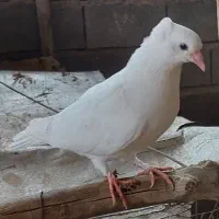 سفید|پرنده|کرخه, |دیوار