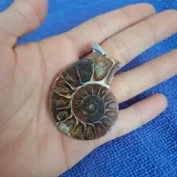 سنگ عقیق فسیل حلزون