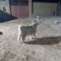 تکه جلو رو ۴ ساله|حیوانات مزرعه|قوچان, |دیوار