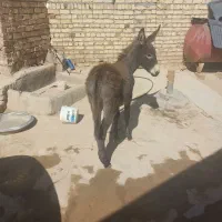 کره الاغ ماده