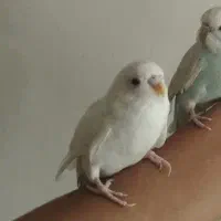 مرغ عشق دستی