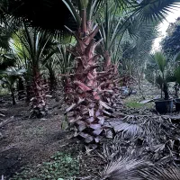 فروش ۱۰۰ عد پالم واشنگتن تنه قرمز