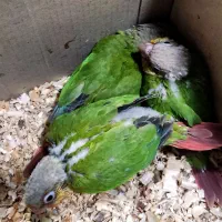 جوجه گرینچیک آناناسی سرلاکی دبل رد|پرنده|بندرعباس, |دیوار