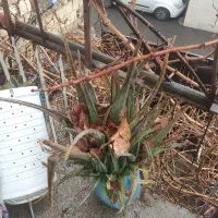 گل آلوورا|گل و گیاه طبیعی|رباط‌کریم, الارد|دیوار