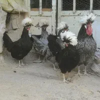 لهستانی|حیوانات مزرعه|نهاوند, |دیوار