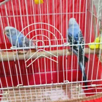 مرغ عشق انگلیسی با قفس