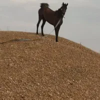 مادیان|اسب و تجهیزات اسبسواری|خرمآباد, |دیوار