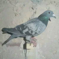 مجسمه کبوترماده