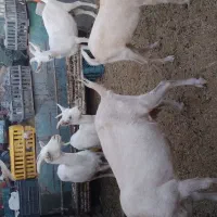 بز سانن|حیوانات مزرعه|بیرجند, |دیوار