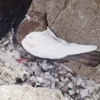 سینه شکلاتی ماده کلاهی|پرنده|بم, |دیوار