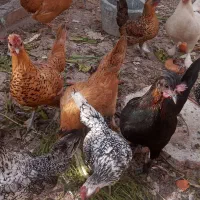 مرغ وخروس تزئینی