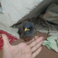 650000|پرنده|مینودشت, |دیوار
