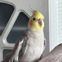 عروس هلندی گم شده