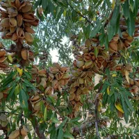 نهالستان فروش ویژه انواع نهال تضمینی|خدمات باغبانی و درختکاری|الشتر, |دیوار