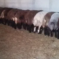 بره‌های سالم و پرواری  قیمت ویژه نر و ماده|حیوانات مزرعه|اردبیل, |دیوار