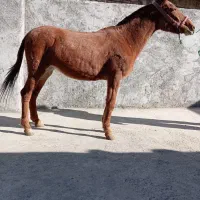 فروش انواع قاطر سواری باری|حیوانات مزرعه|لاران, |دیوار